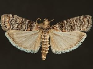 Dioryctria pentictonella