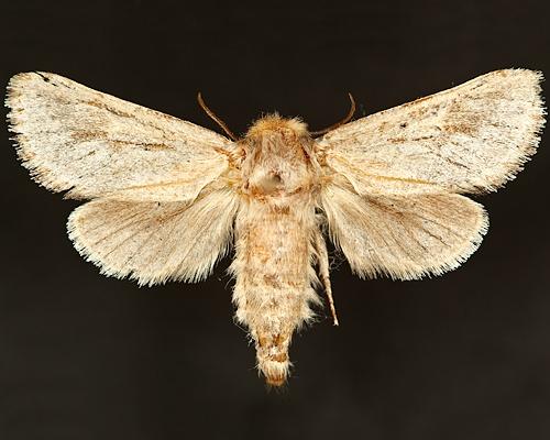 Moth Photographers Group – Comadia alleni – 2687
