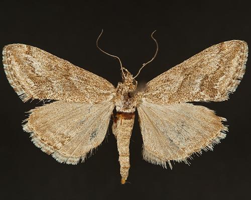 Moth Photographers Group – Prorasea simalis – 4916