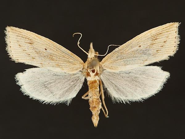 Moth Photographers Group – Diatraea saccharalis – 19291