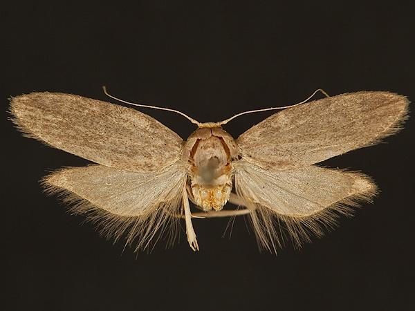 Moth Photographers Group – Aphomia cephalonica – 5634