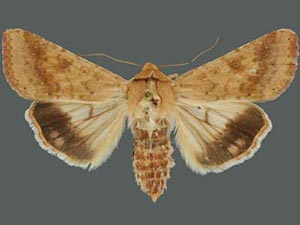 Helicoverpa armigera