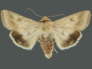 Helicoverpa armigera