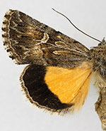 Sympistis mirificalis