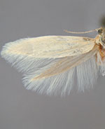 Argyresthia flexilis