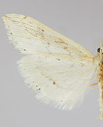 Evergestis angustalis