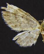 Eupithecia insolabilis