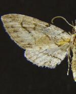 Eupithecia sabulosata