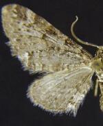 Eupithecia sierrae