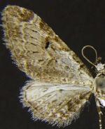 Eupithecia cestatoides