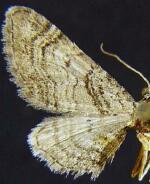 Eupithecia protoptata