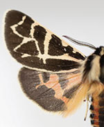 Apantesis nevadensis