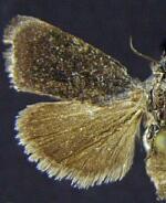 Ponometia nigra