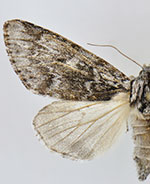 Acronicta dolli