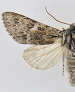 Acronicta dolli
