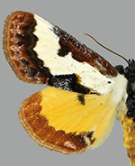 Eudryas brevipennis