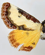 Eudryas brevipennis