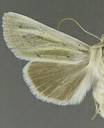 Copablepharon viridisparsa