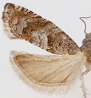 Pseudexentera kalmiana