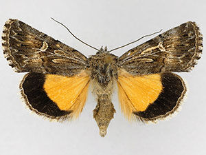 Sympistis mirificalis