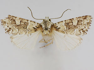 Lacinipolia tricornuta