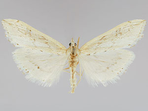 Evergestis angustalis