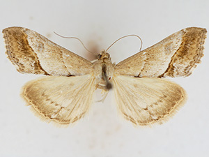 Evergestis borregalis