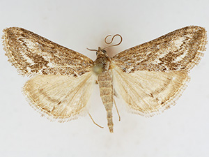 Prorasea fernaldi