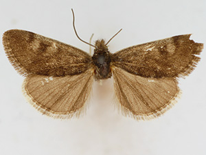 Orenaia pallidivittalis