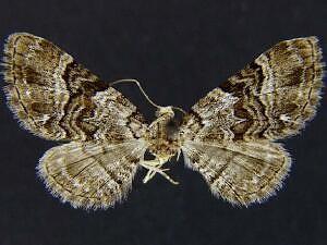 Eupithecia owenata