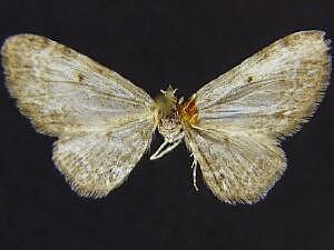 Eupithecia sewardata