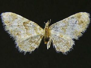 Eupithecia woodgatata