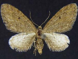 Eupithecia gilata