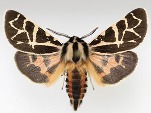 Apantesis nevadensis