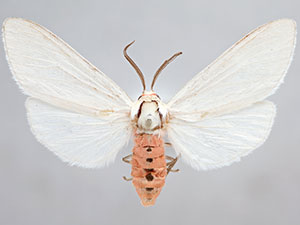 Euchaetes nancyae