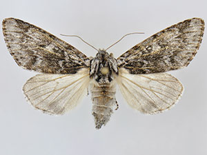 Acronicta dolli