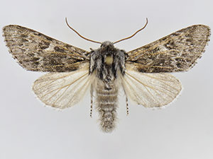 Acronicta dolli