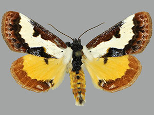 Eudryas brevipennis