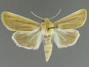 Copablepharon michiganensis