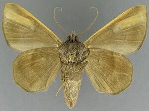 Epidromia pannosa