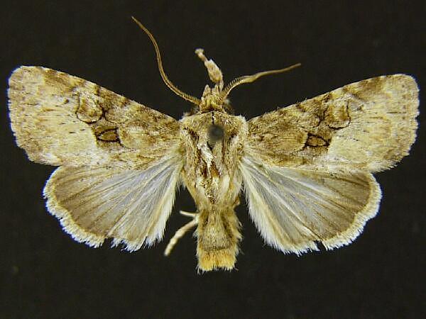 Moth Photographers Group – Lacinipolia parvula – 10424