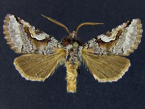 Moth Photographers Group – Stretchia pictipennis – 10472