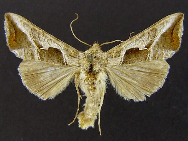 Moth Photographers Group – Autoplusia olivacea – 8892