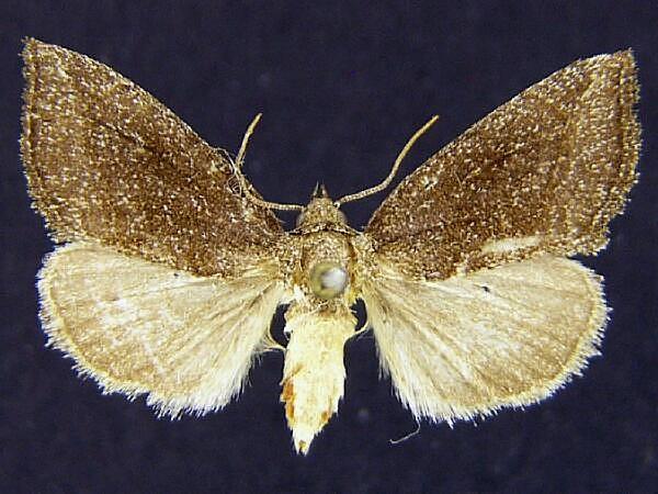 Moth Photographers Group – Plagiomimicus heitzmani – 9741.1
