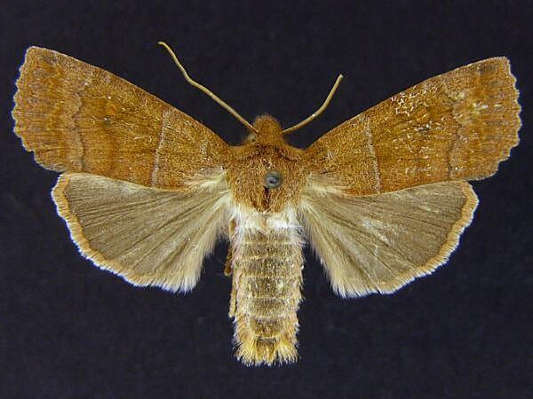 Moth Photographers Group – Eupsilia cirripalea – 9934
