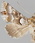Euchalcia albavitta