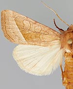 Hydraecia perobliqua