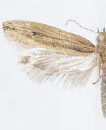 Ypsolopha unicipunctella
