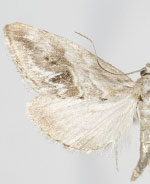 Evergestis nolentis