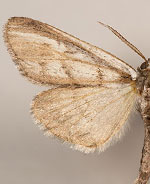 Ceratonyx arizonensis
